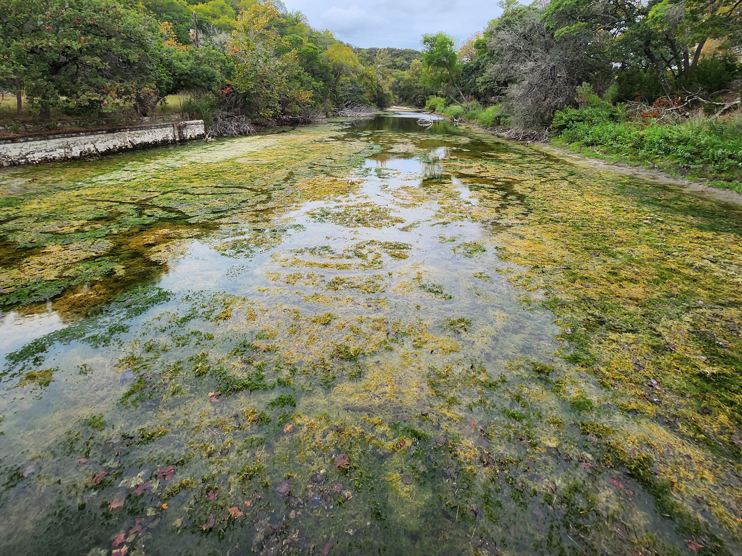 A pond in bad need of being dredged in Texas.